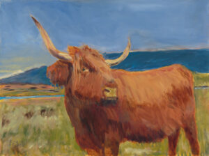 Highland Coo - 2025