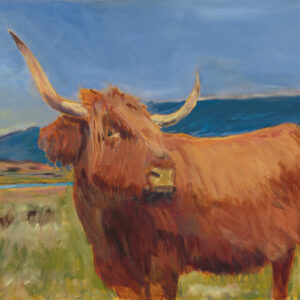 Highland Coo - 2025